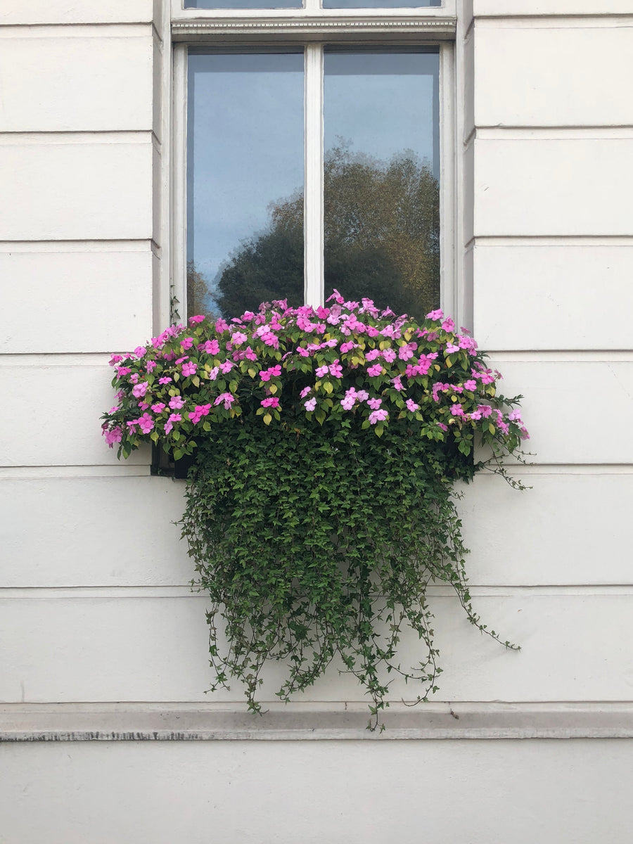 Flower-filled window in Bloomsbury