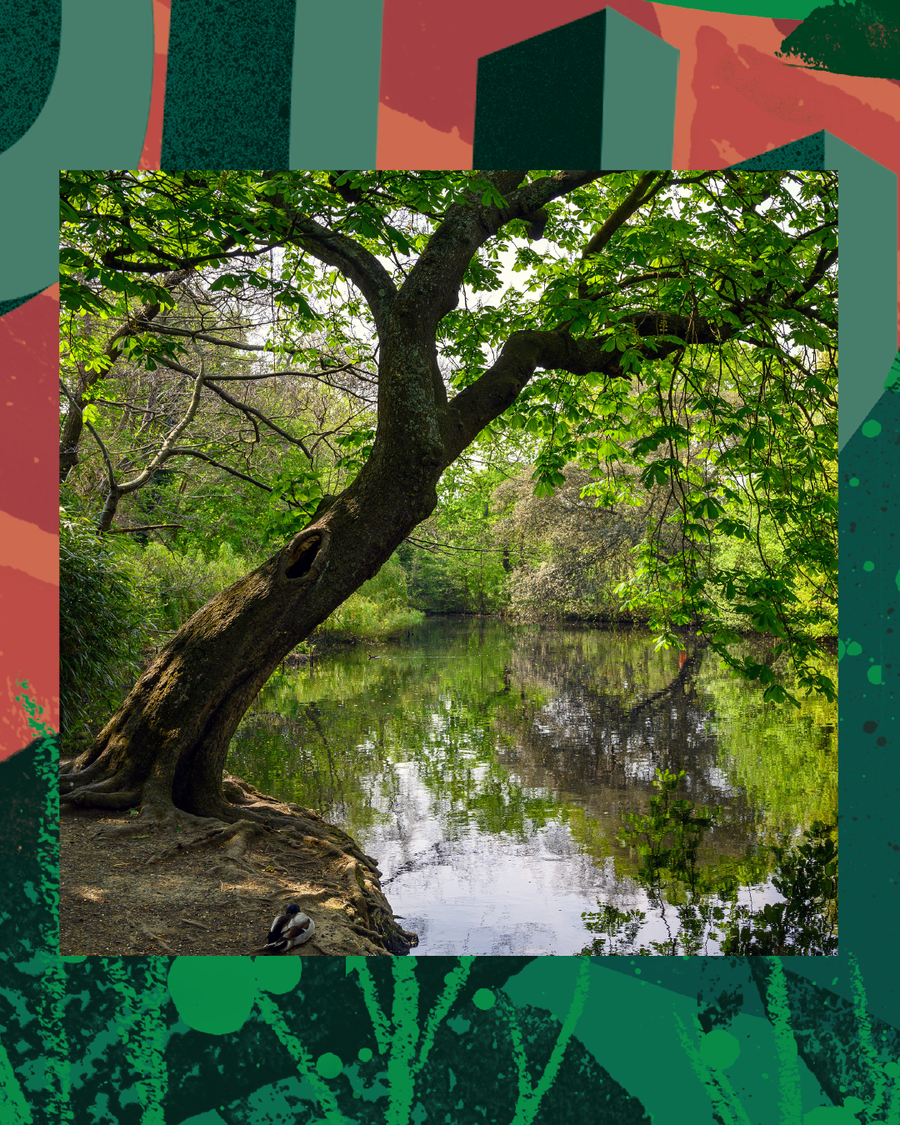 Dulwich pond and trees, from the Soapsmith launch teasers